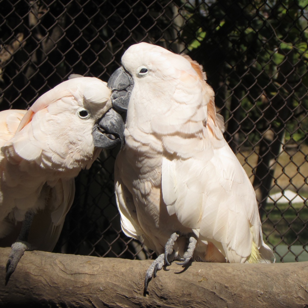 Два розовых попугая в клетке