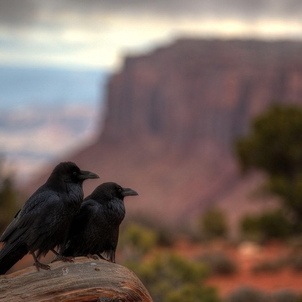 Два ворона в каньоне