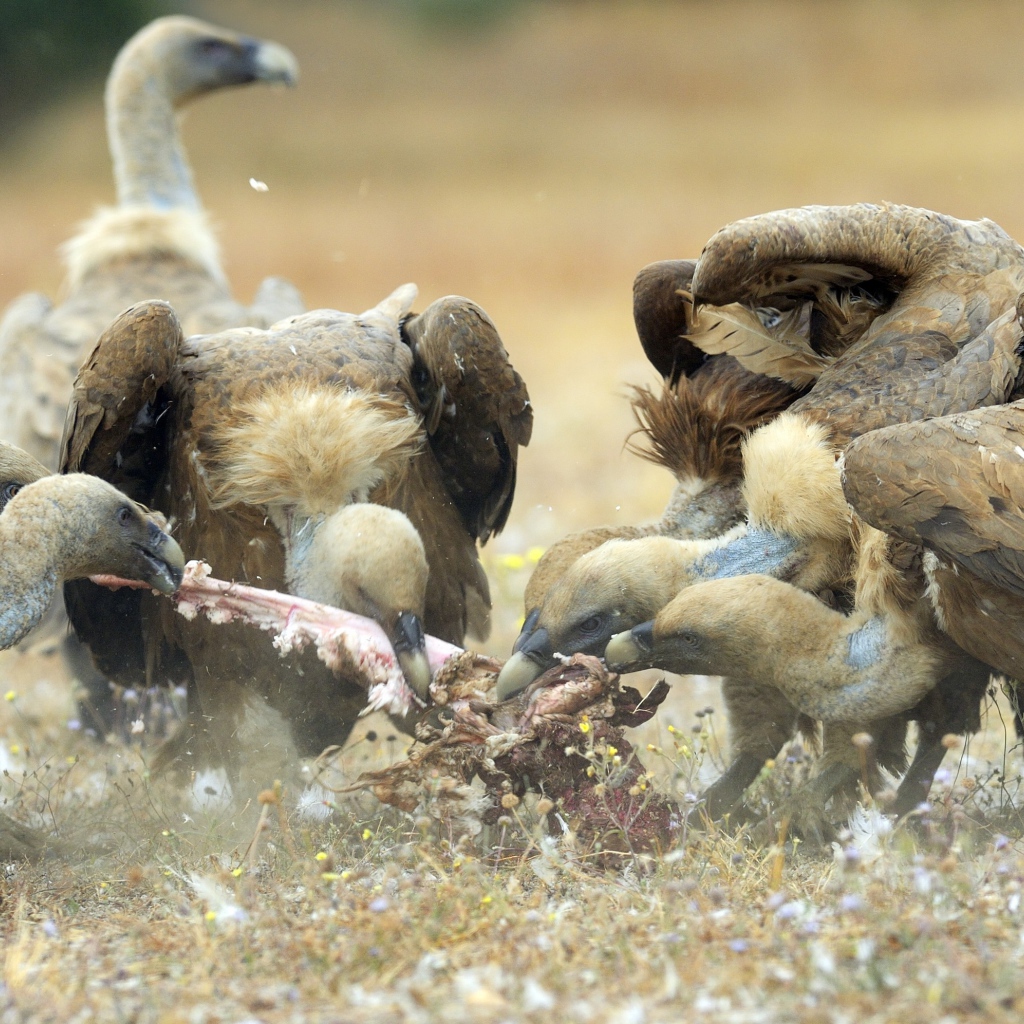 Стервятники нашли добычу