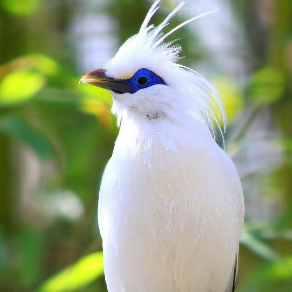 Белая птица на Бали