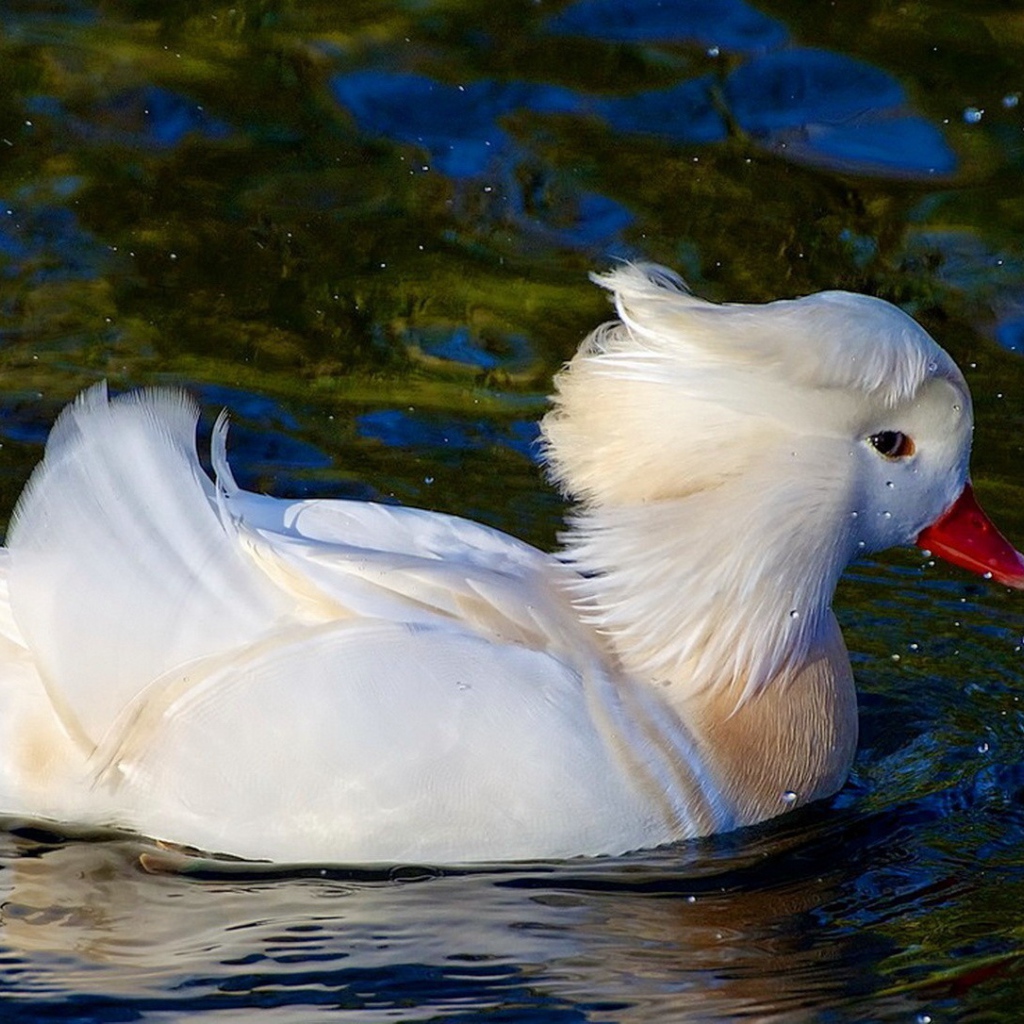 Белая уточка плывет по воде