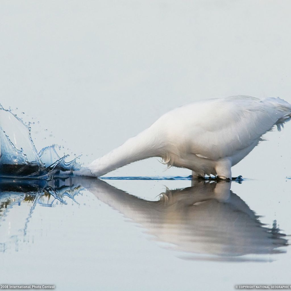 Белый гусь купается