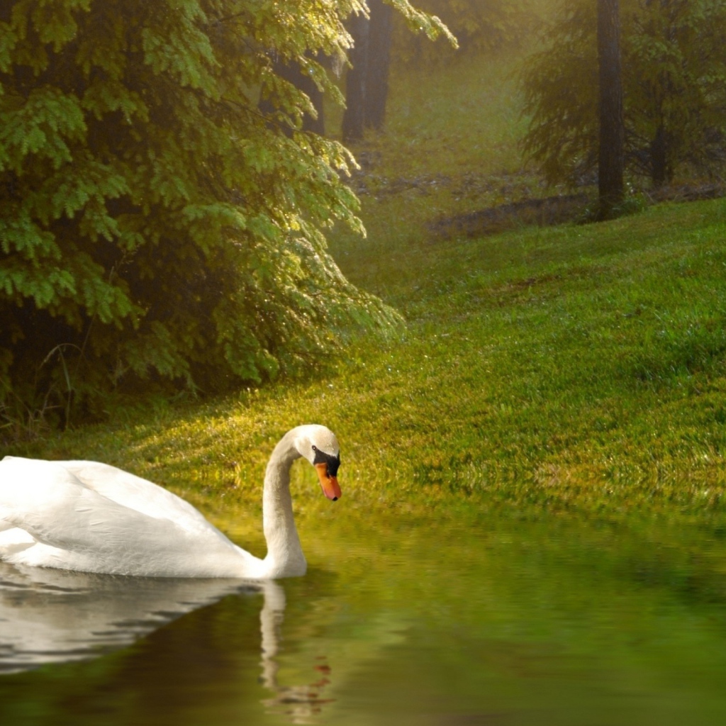 Белый лебедь плывет по спокойной воде