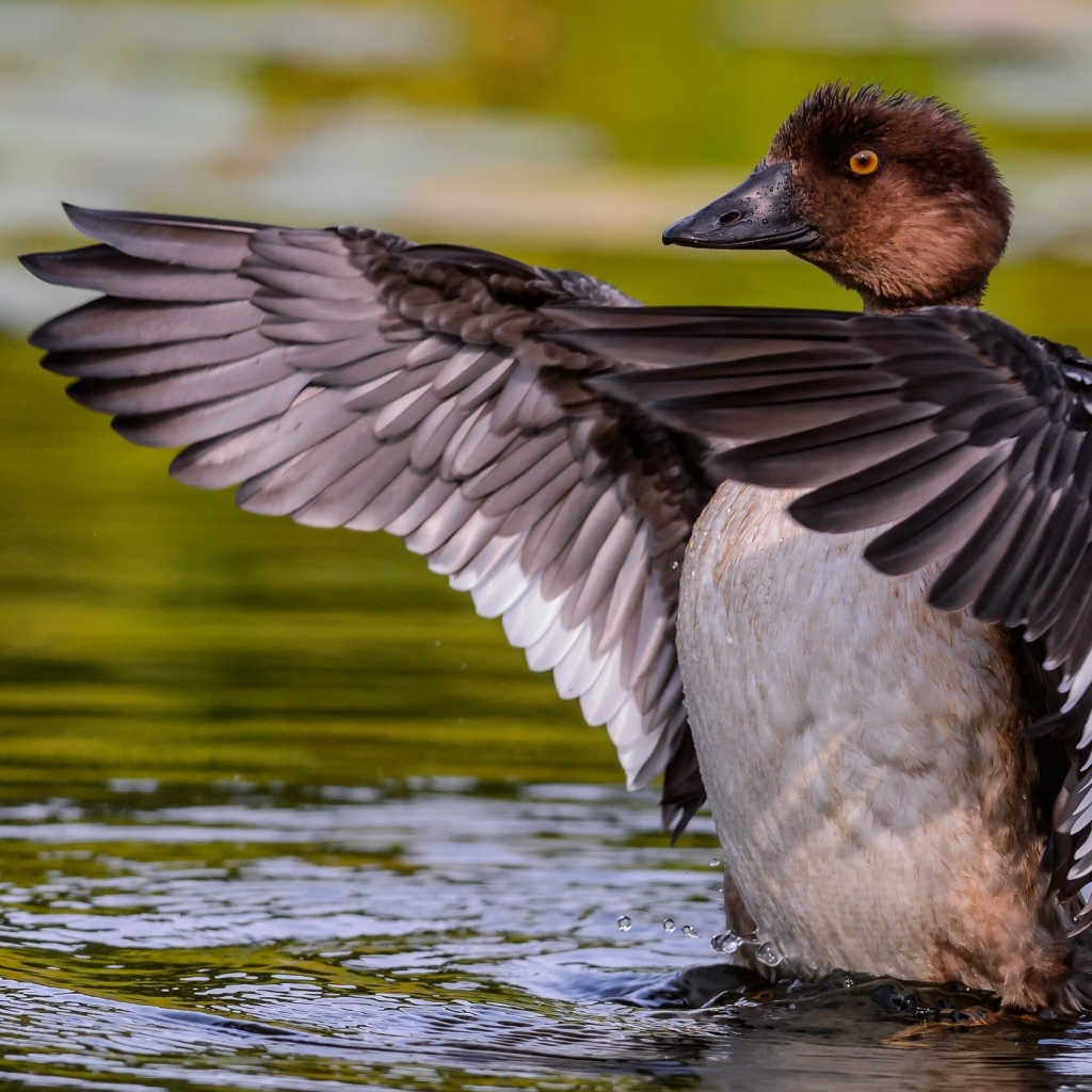 Дикая утка стоит в воде