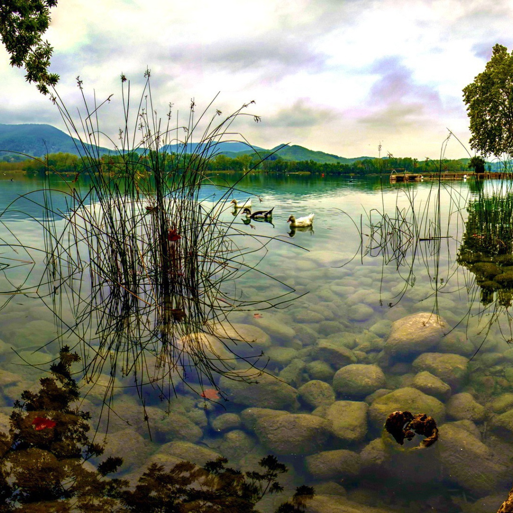 Дикие утки плывут по озеру