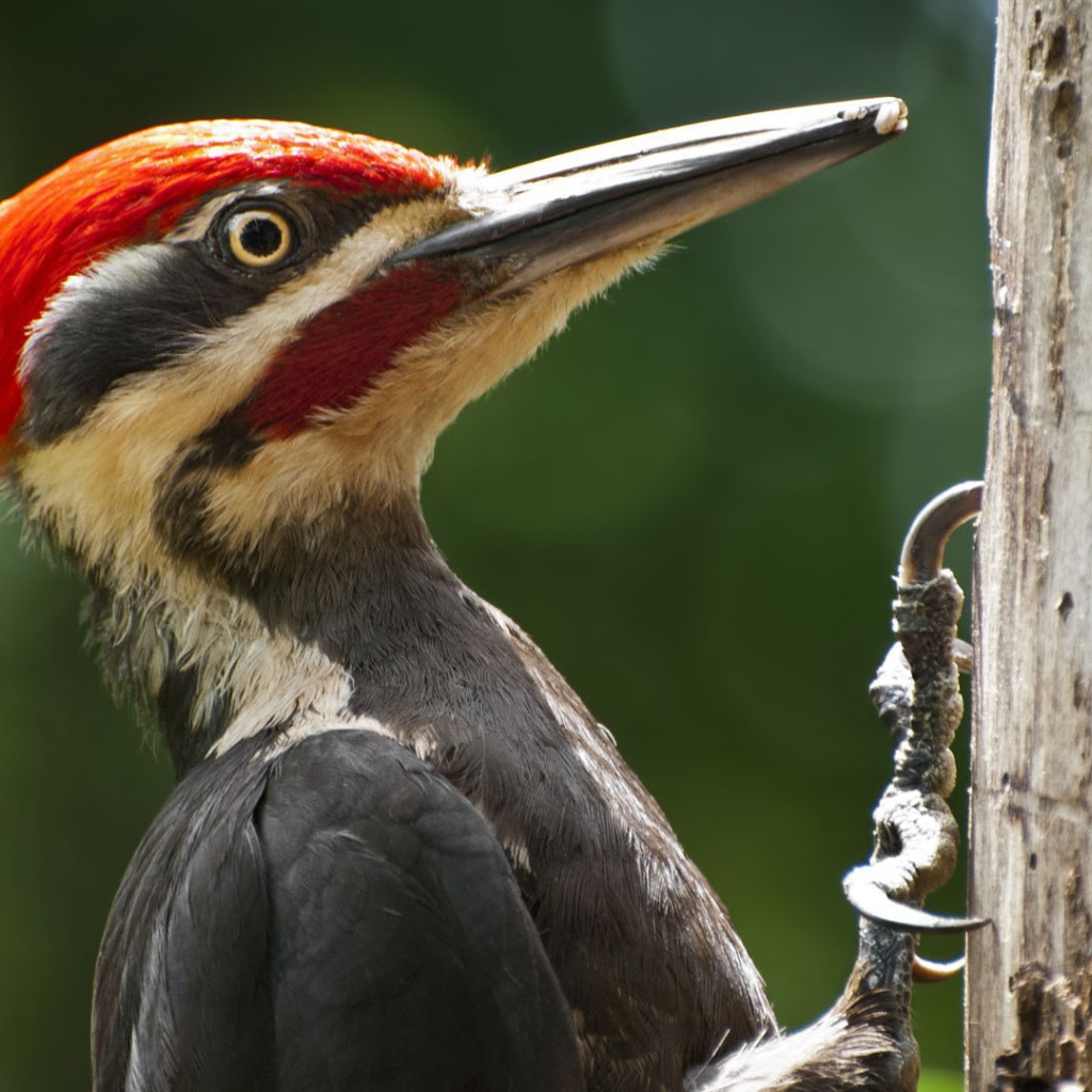Дятел сидит на стволе дерева