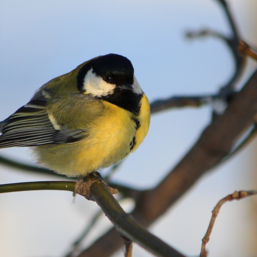 Желтогрудая синица на ветке