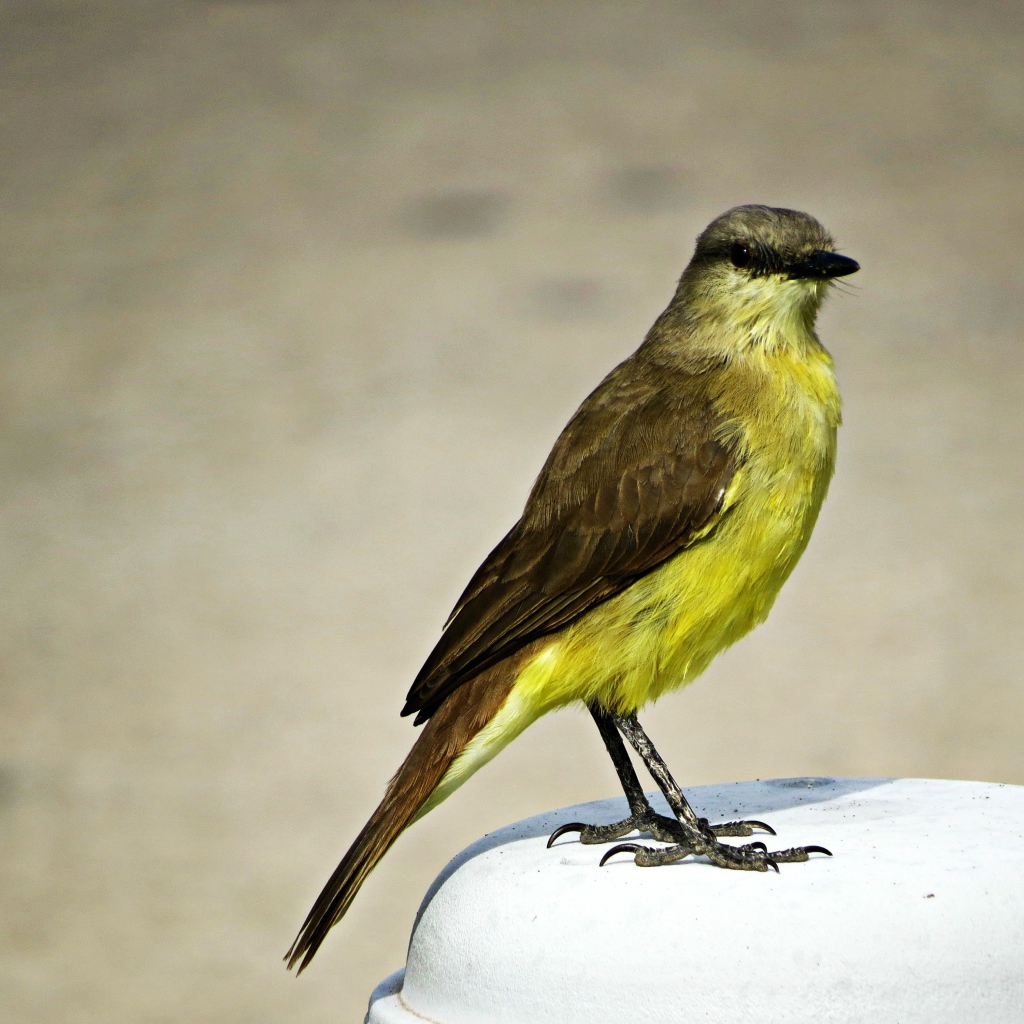 Желтогрудая маленькая птица