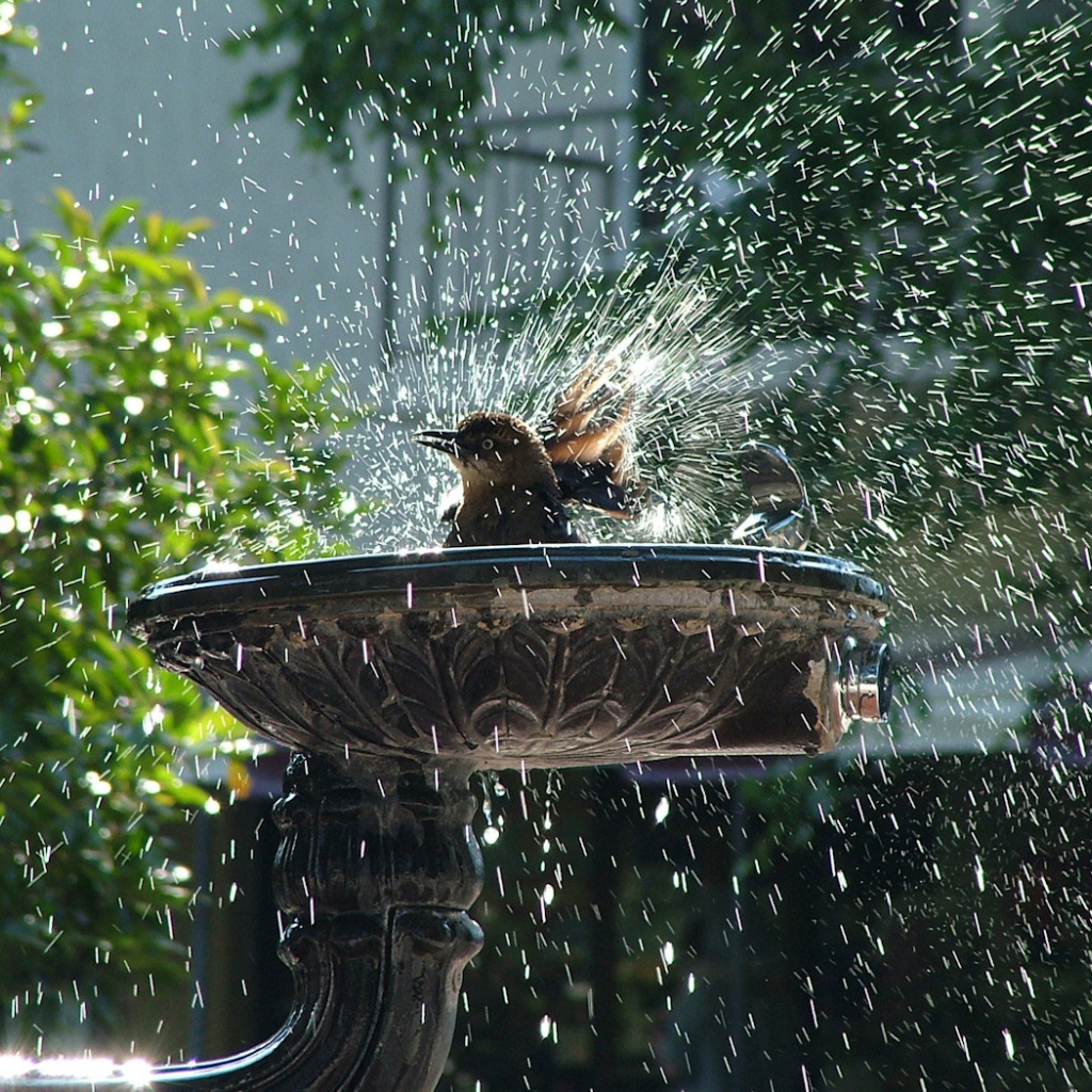 Птица купается