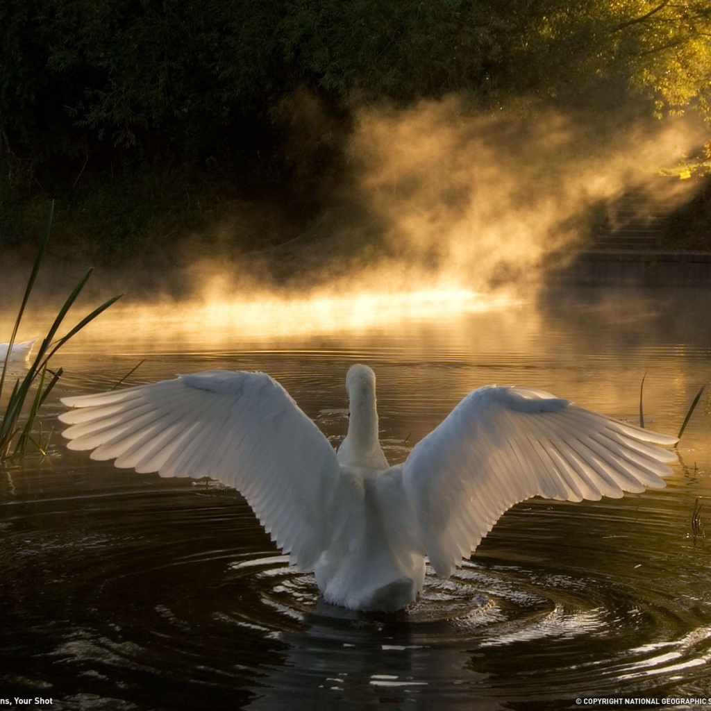 Лебедь на озере
