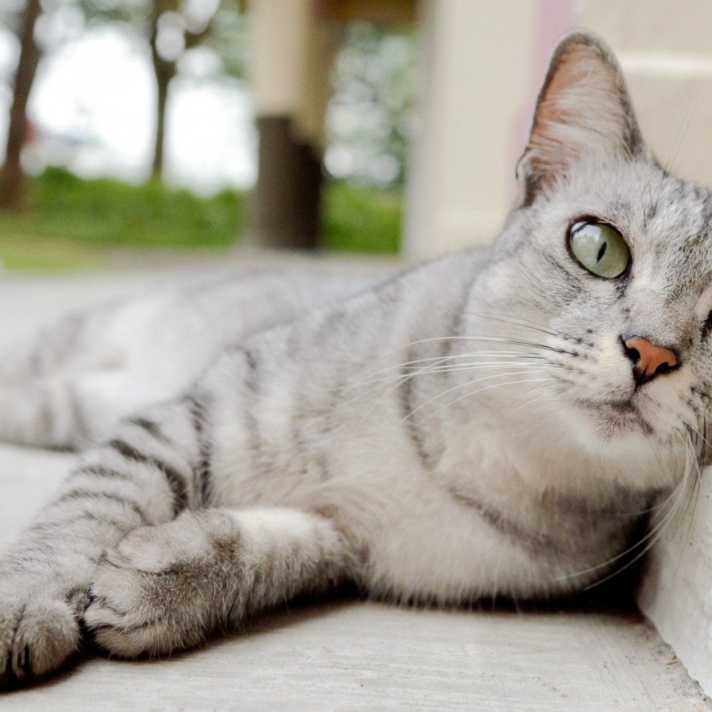 Пепельная кошка с выразительными глазами