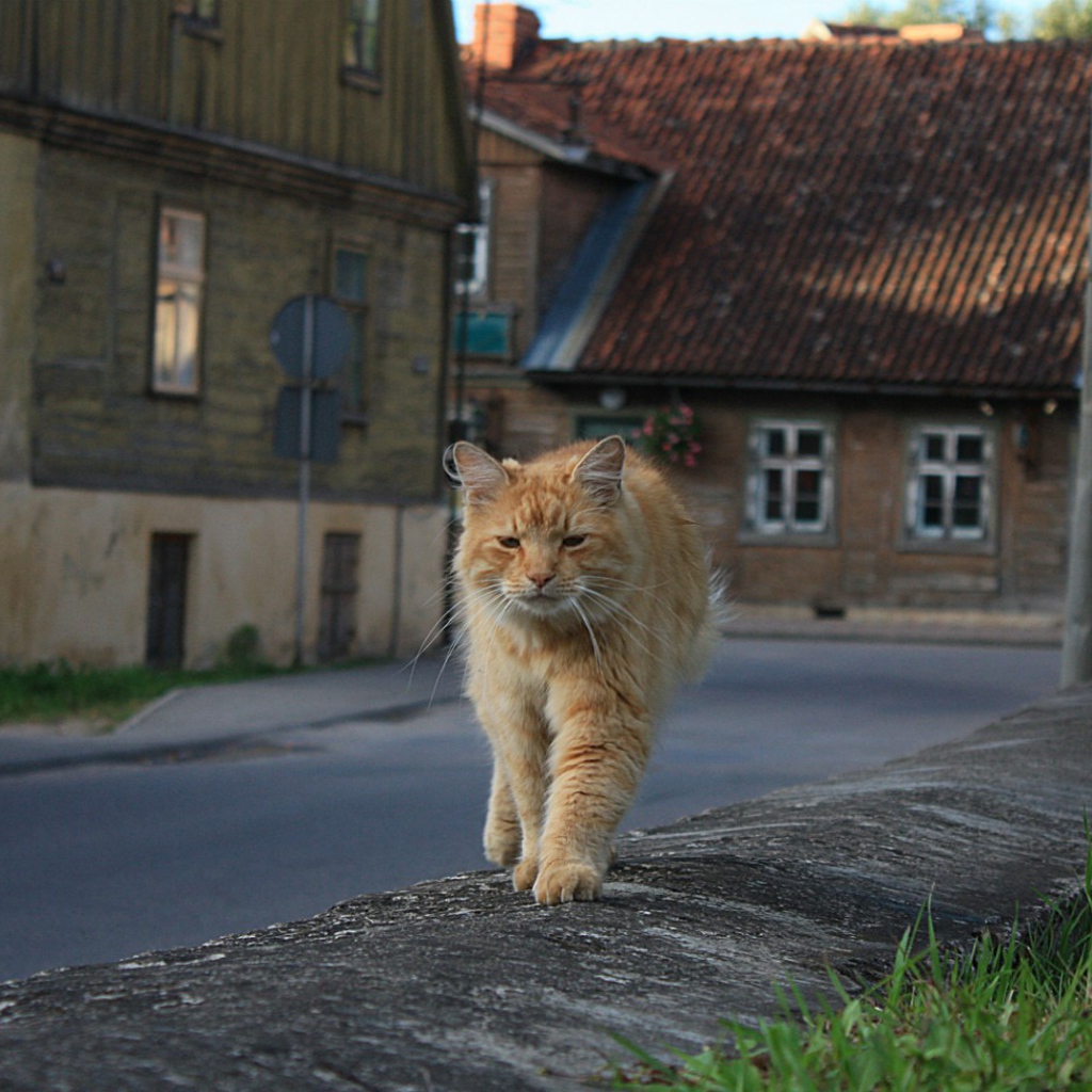 Рыжий, мудрый кот