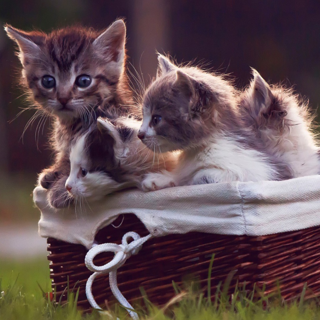 Корзинка с котятами на газоне