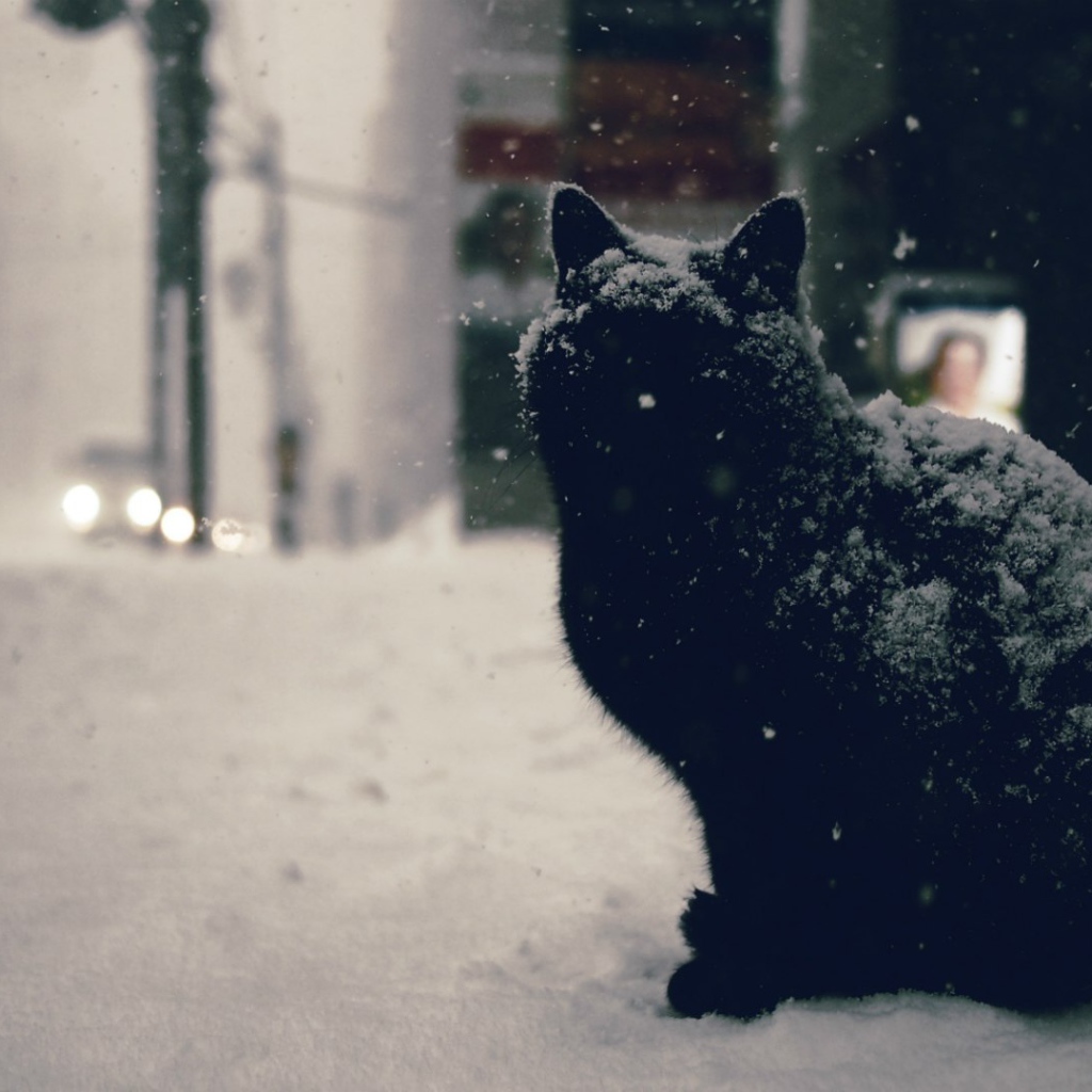 Черный кот в снегу