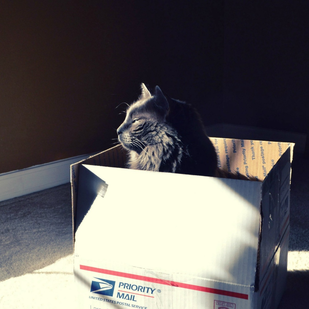 Черный кот в картонной коробке