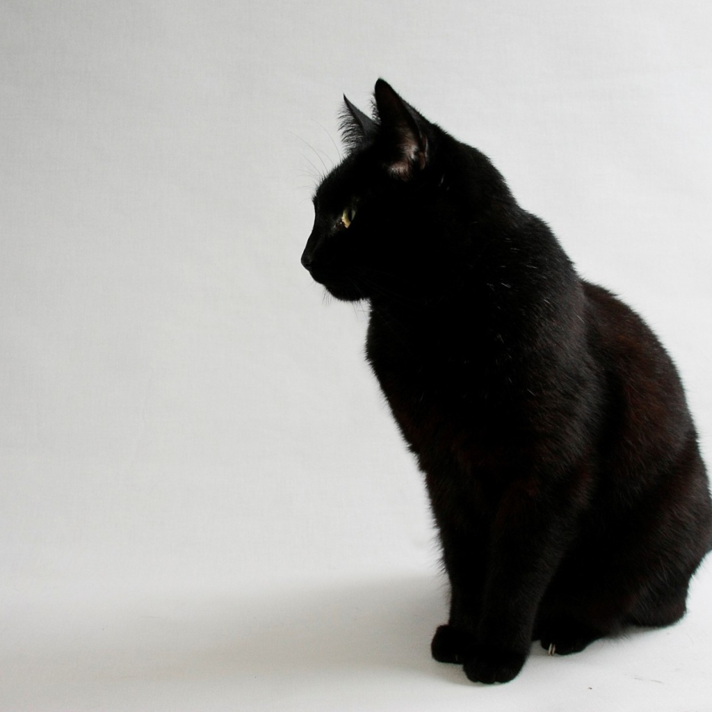 Черный кот на сером фоне