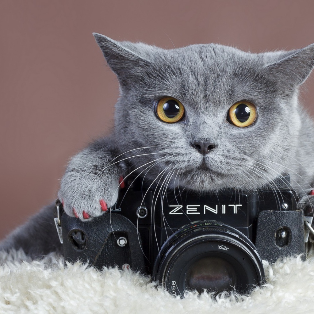 Британский кот и фотоаппарат Зенит