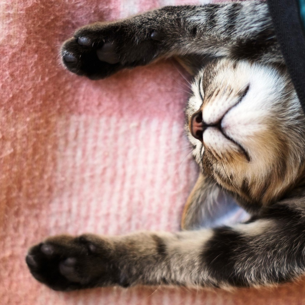 Кот уснул под покрывалом