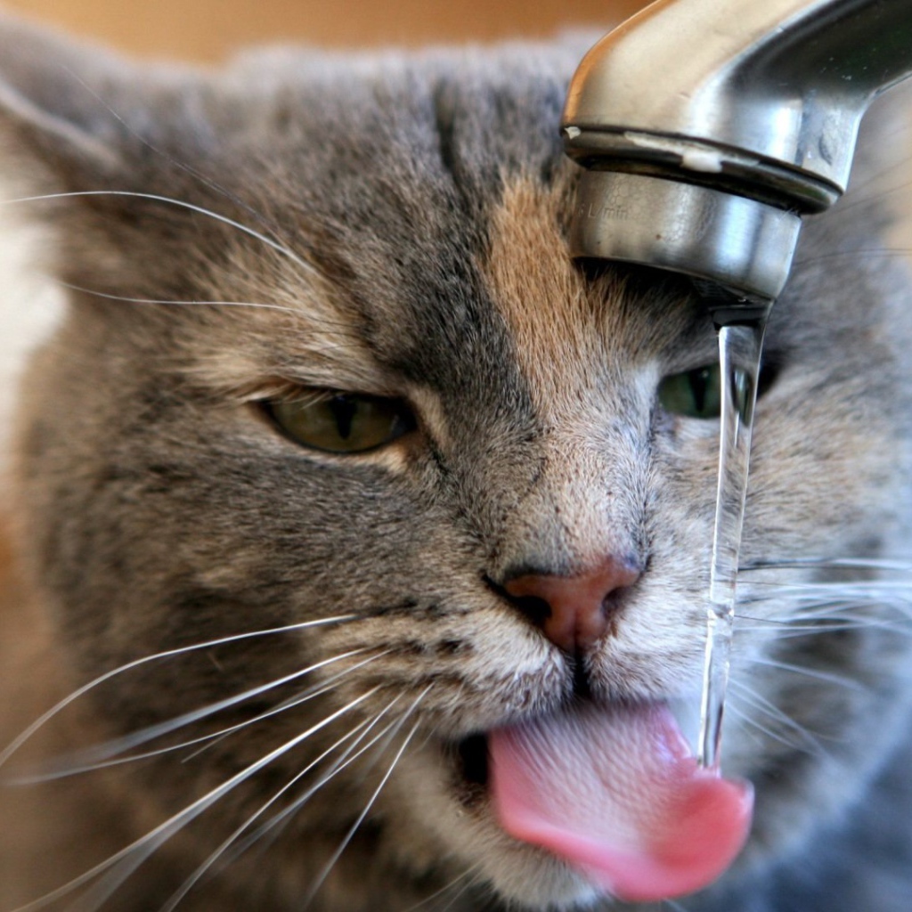 Кот пьет воду из-под крана