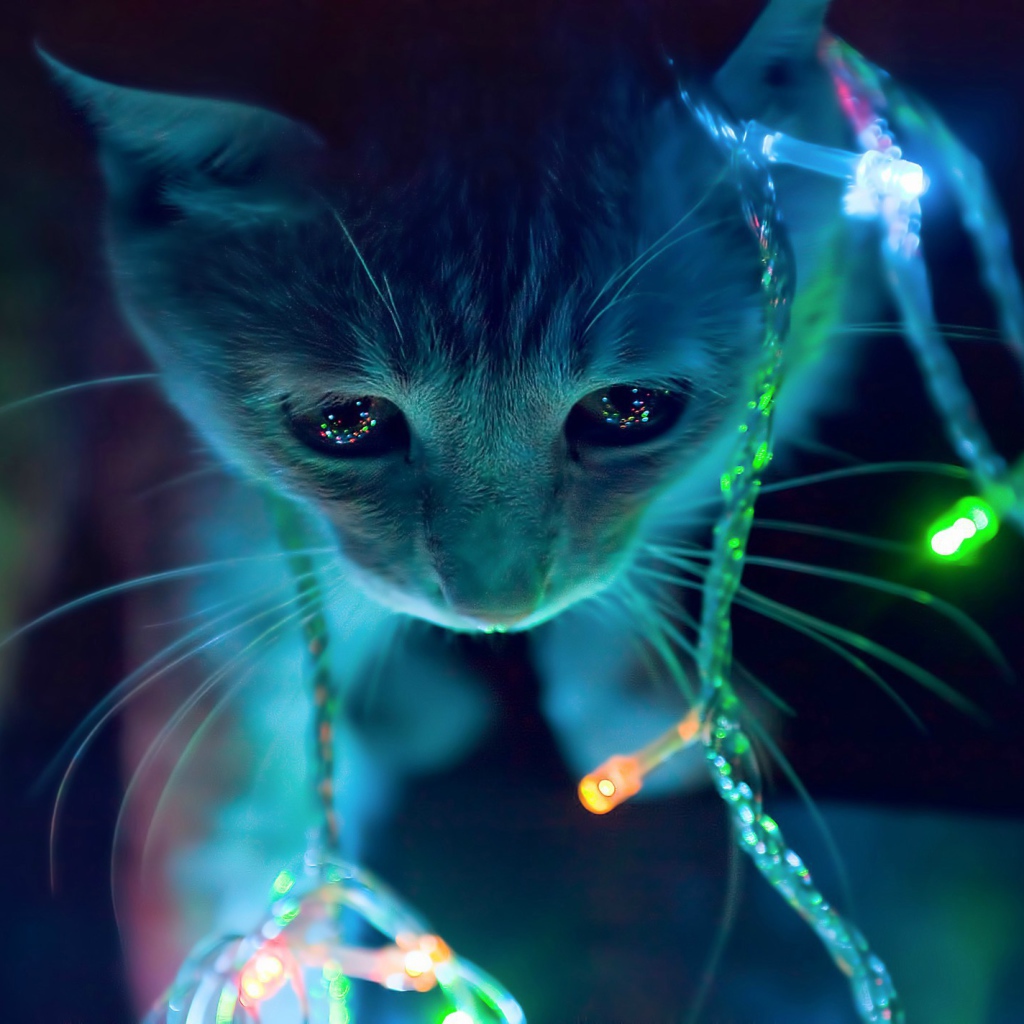 Кот в новогодней гирлянде