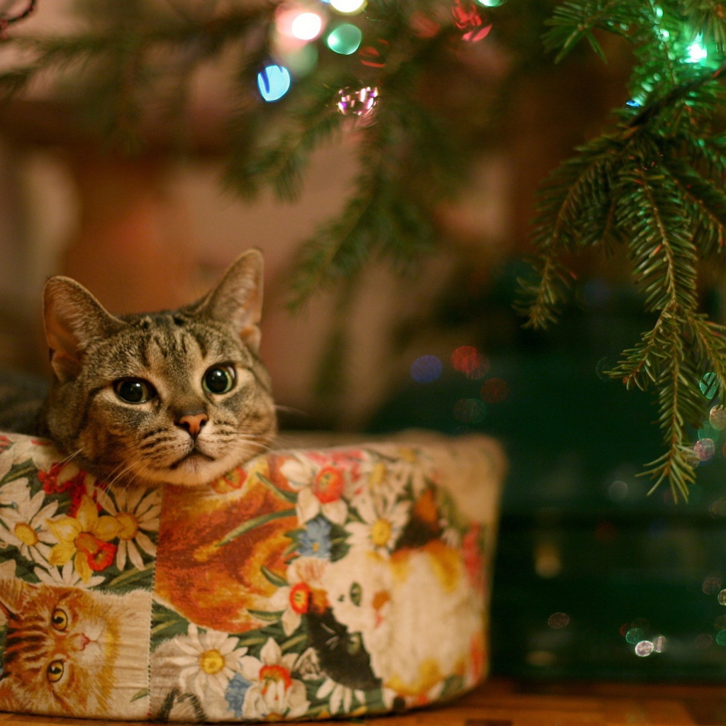 Кот в качестве новогоднего подарка