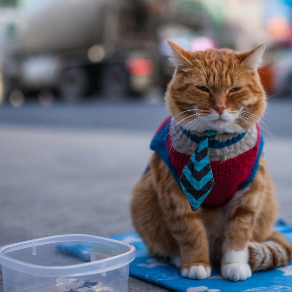 Кот в жилетке и галстуке