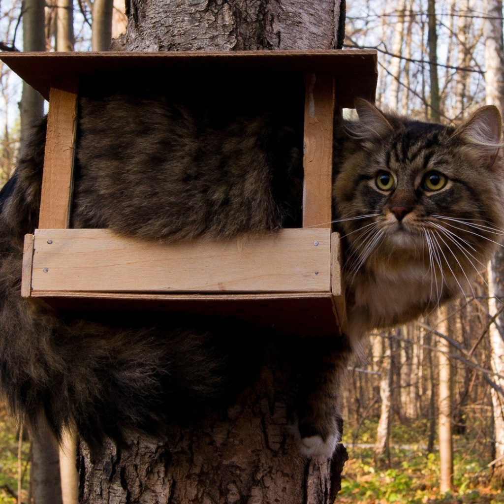 Кот ждет птичек