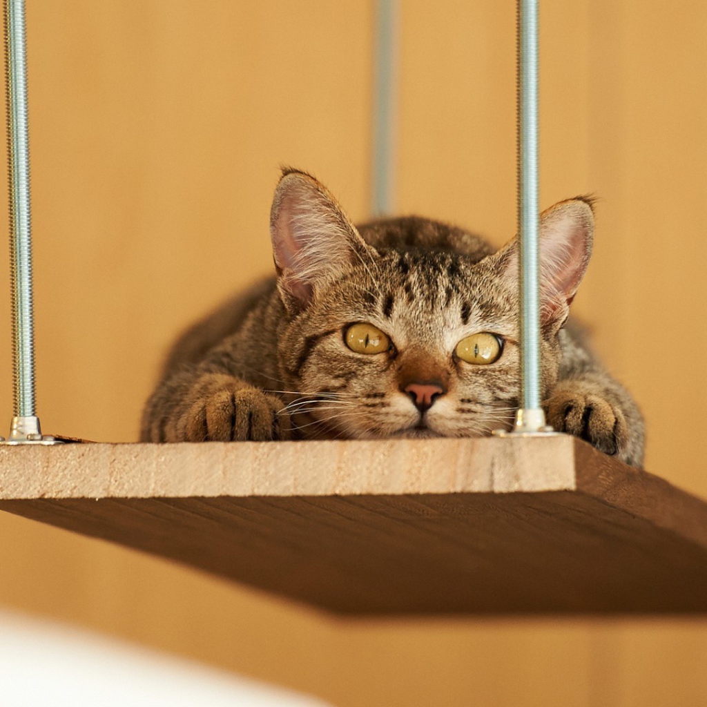 Кот лежит на деревянной полке