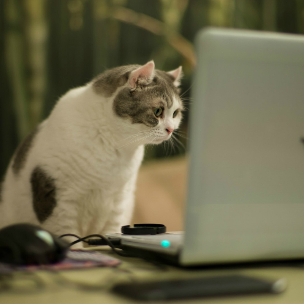 Кот смотрит на экран ноутбука