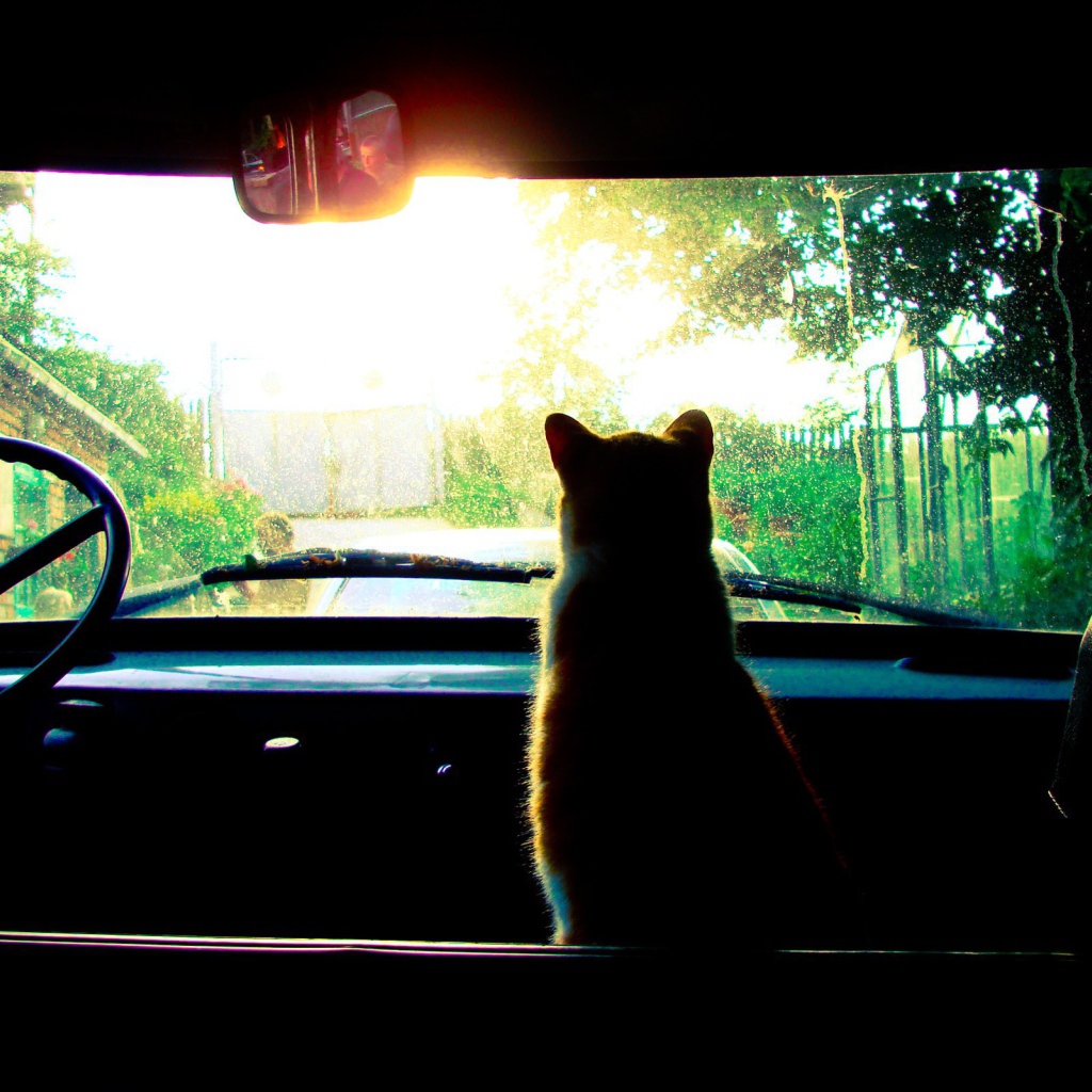 Кот смотрит в лобовое стекло авто