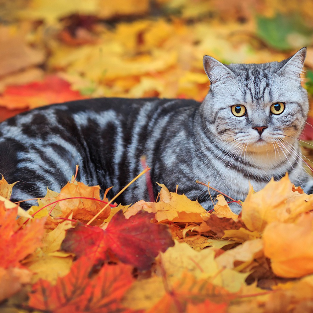 Кот лежит на опавших листьях