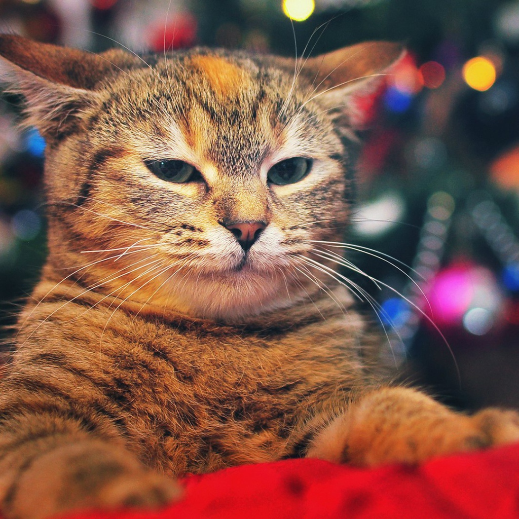 Кот на фоне елки