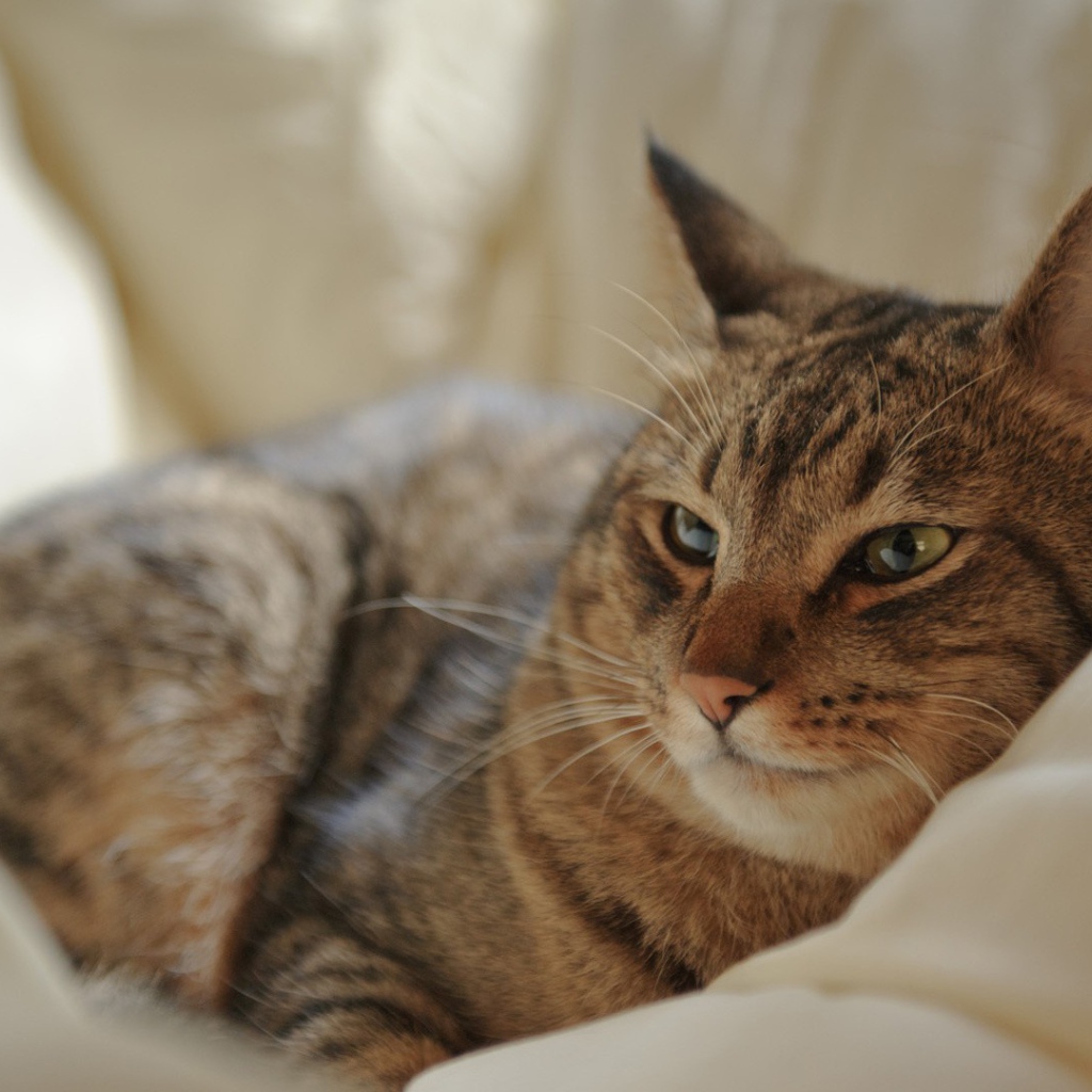 Кот на мягкой перине