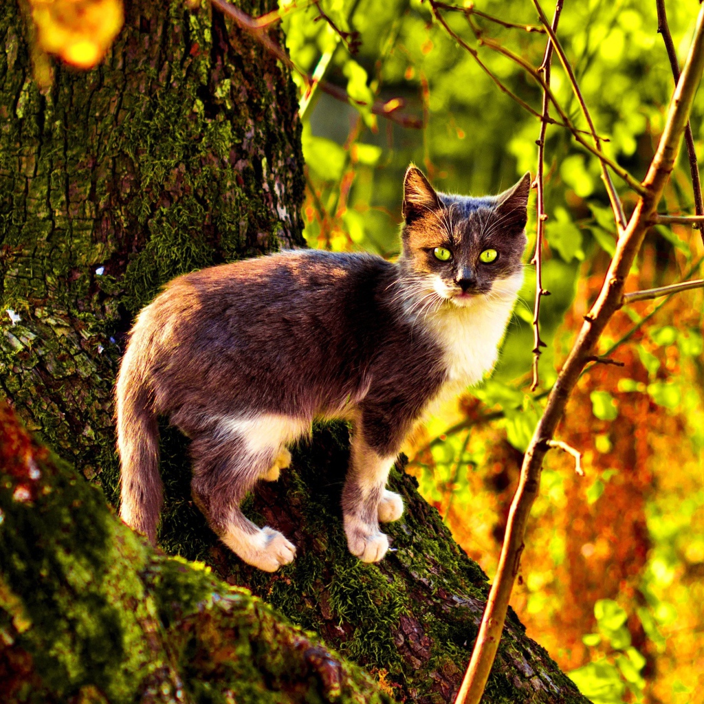 Кот на поросшем мхом дереве