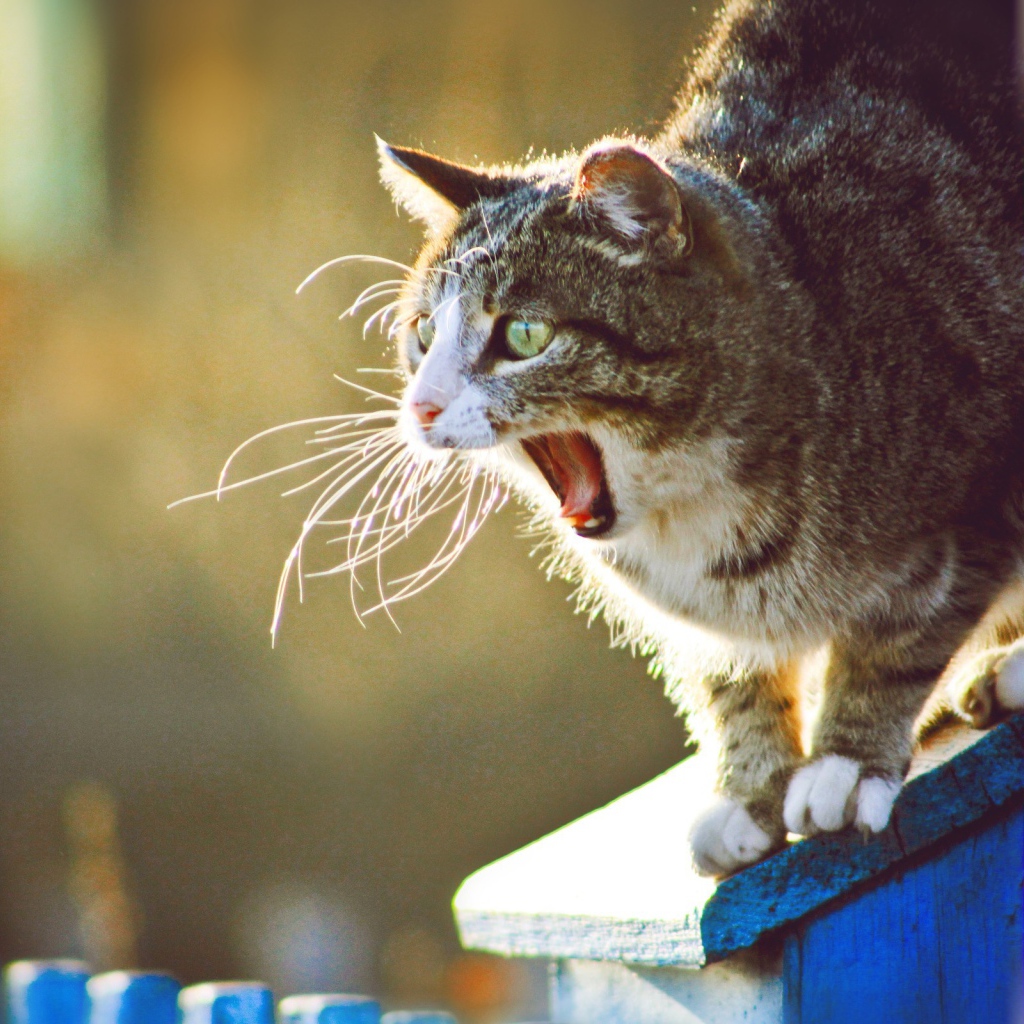 Кот широко разинул пасть