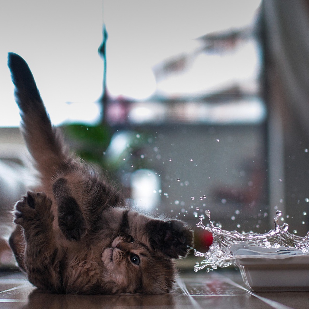 Кот играет с водой лежа на спине