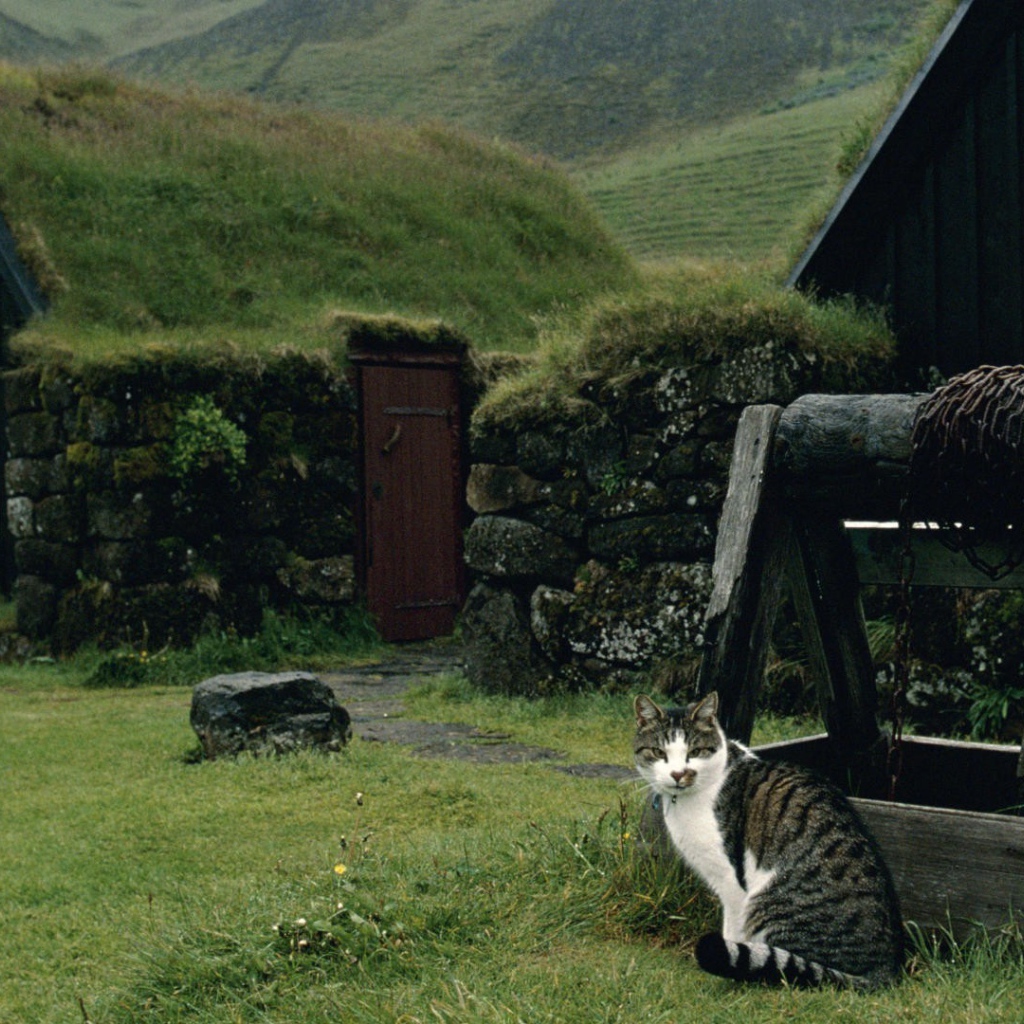 Кот сидит у колодца