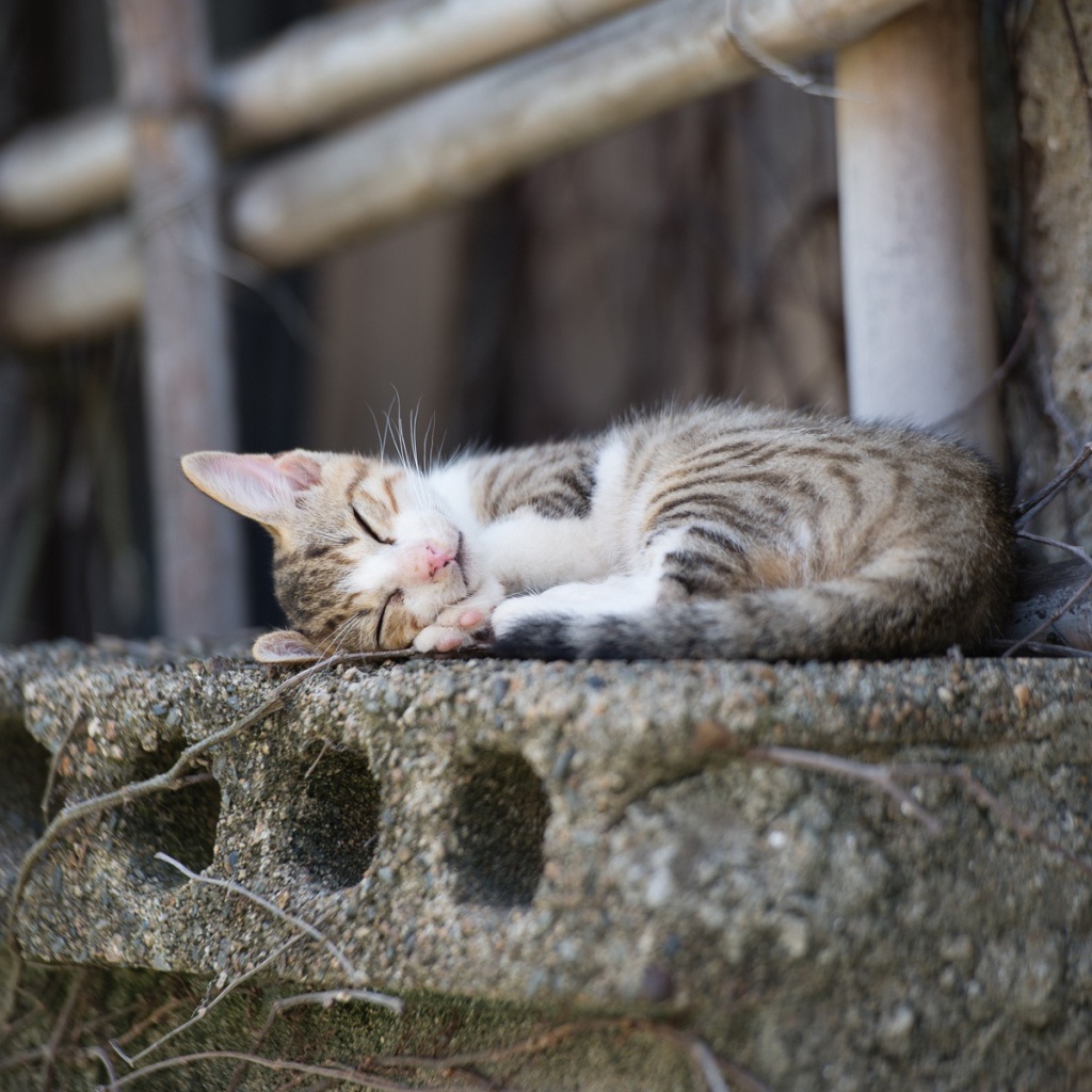 Кот спит на бетонной плите