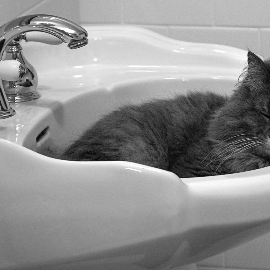 Кот мирно спит в раковине