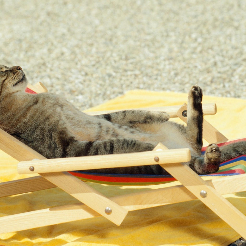 Кот загорает на пляже