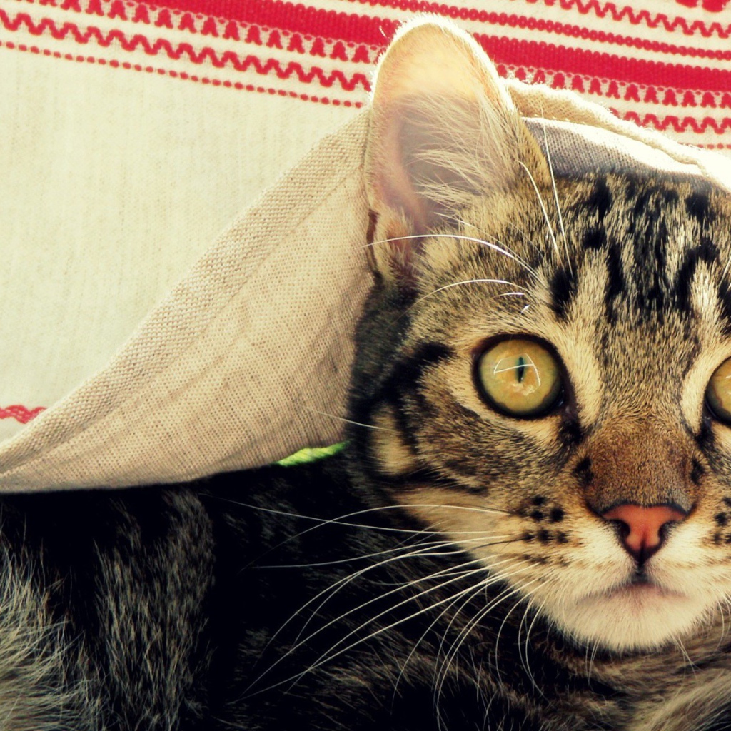 Кот под вышитым полотенцем