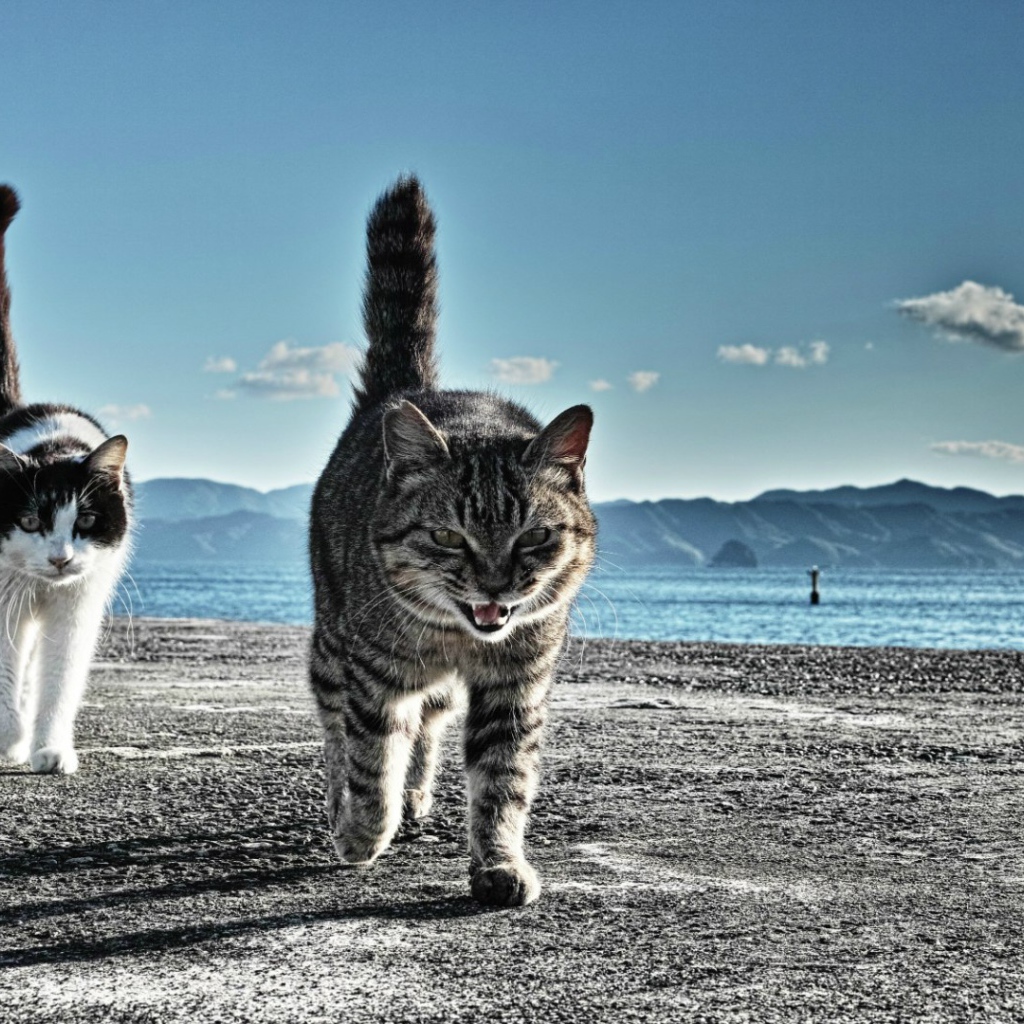 Коты готовы к драке