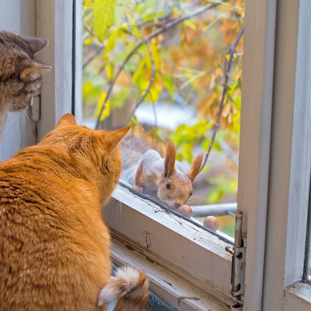 Коты знакомятся с белкой