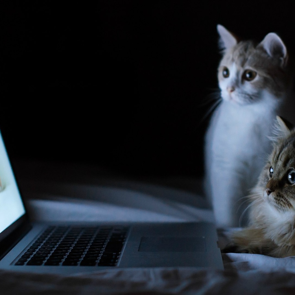 Коты смотрят фотографии