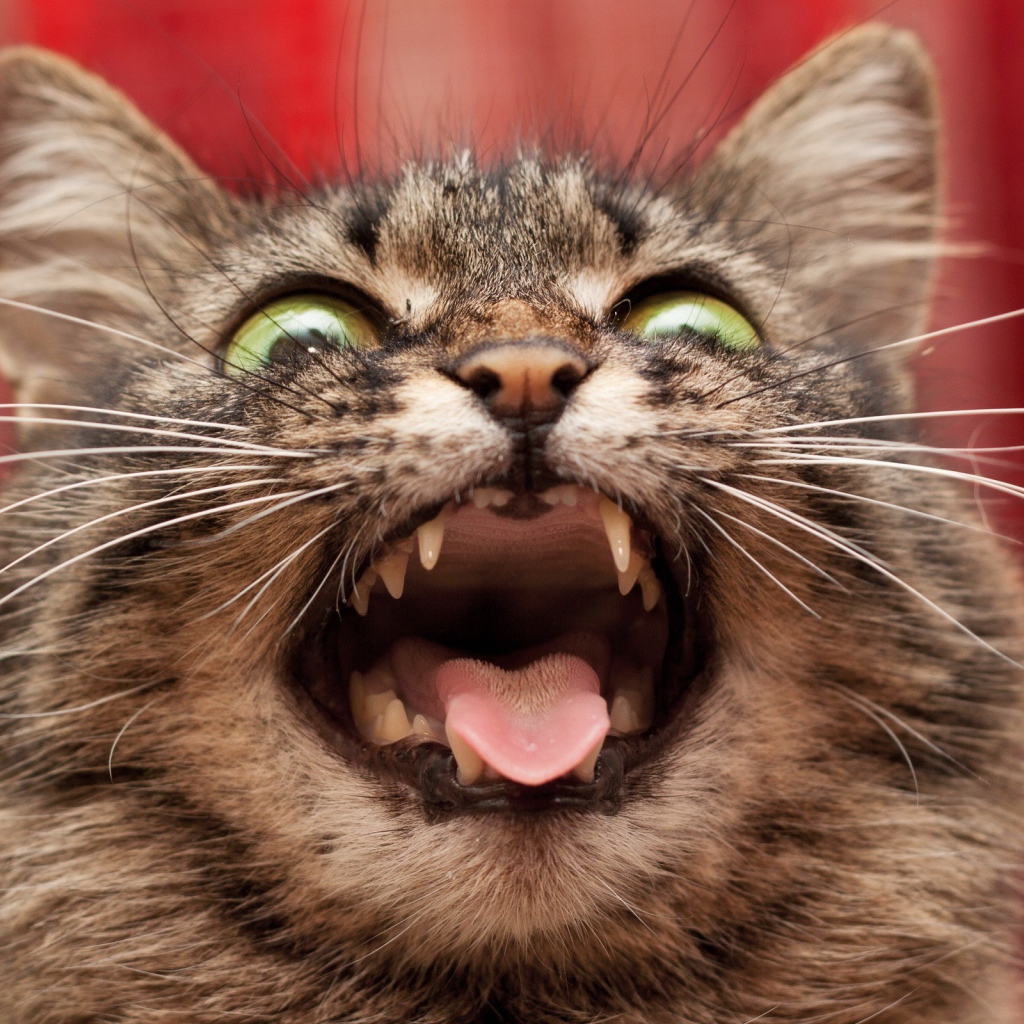 Безумный кот на красном фоне