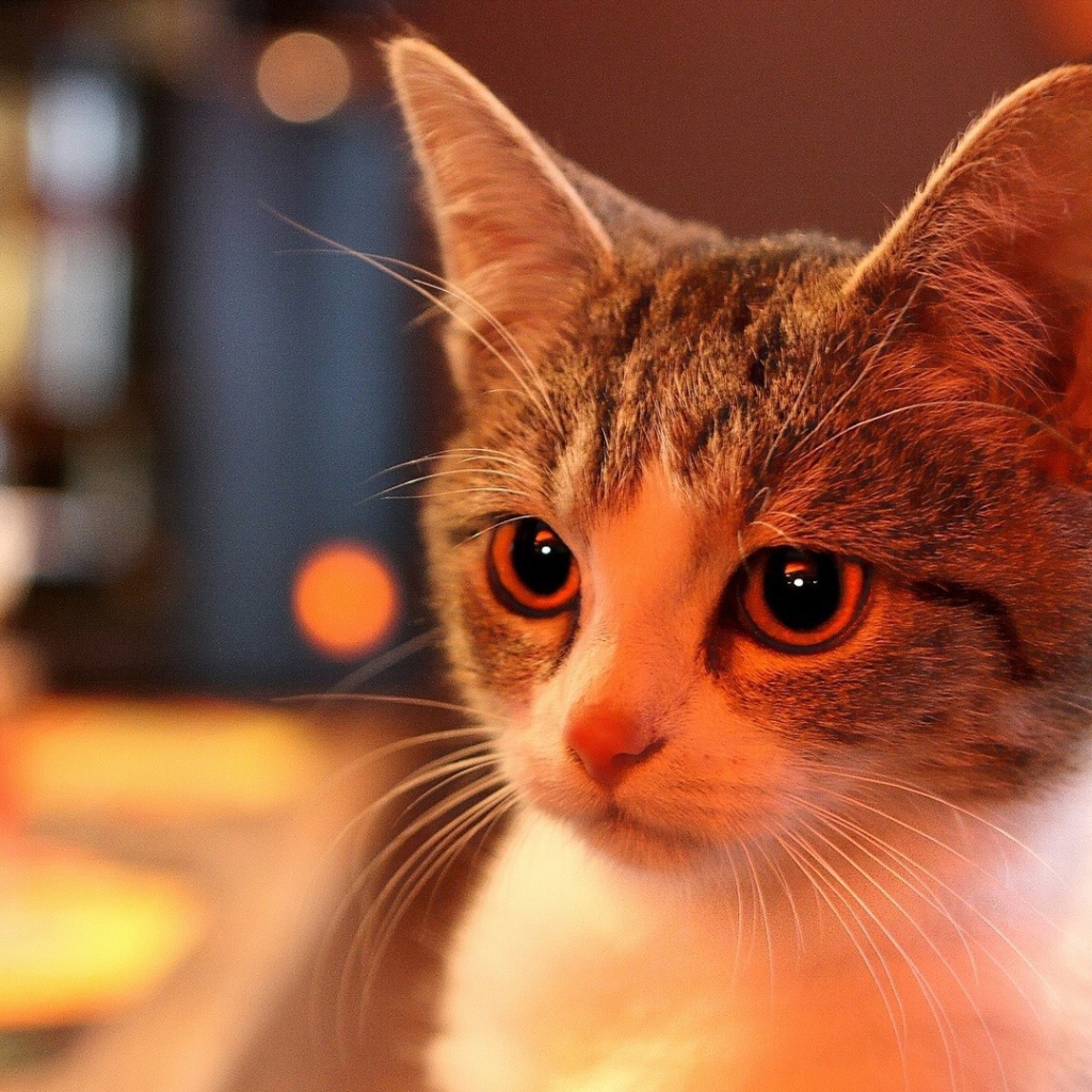 Милая домашняя кошка