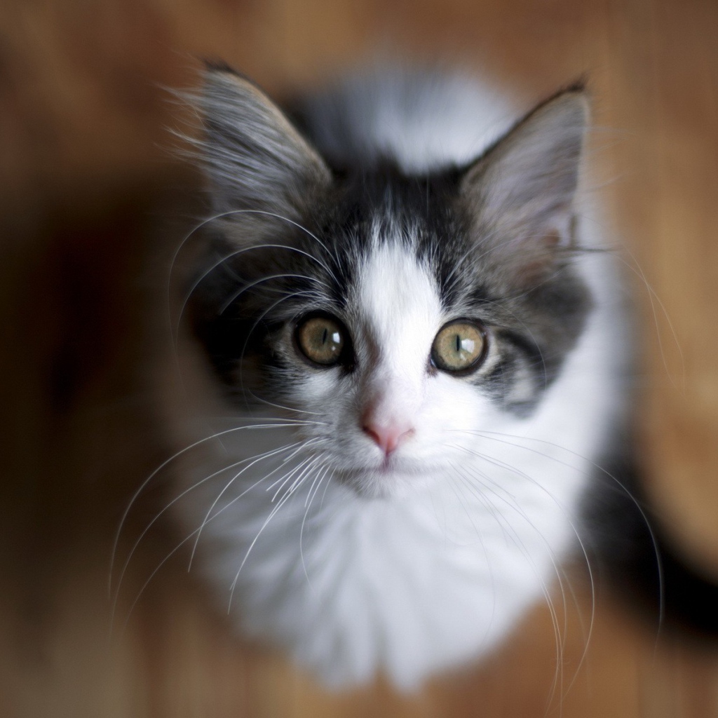 Милый котенок смотрит вверх