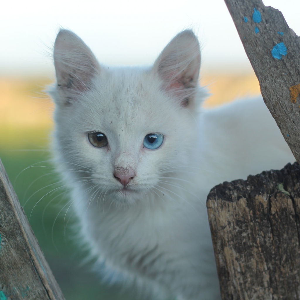 Грязный белый кот с разными глазами