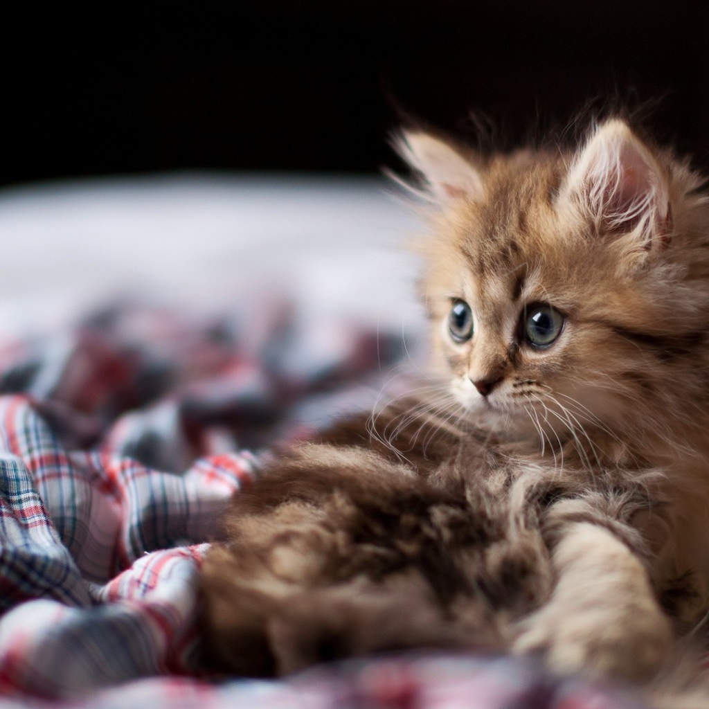 Взлохмаченный котенок в постели