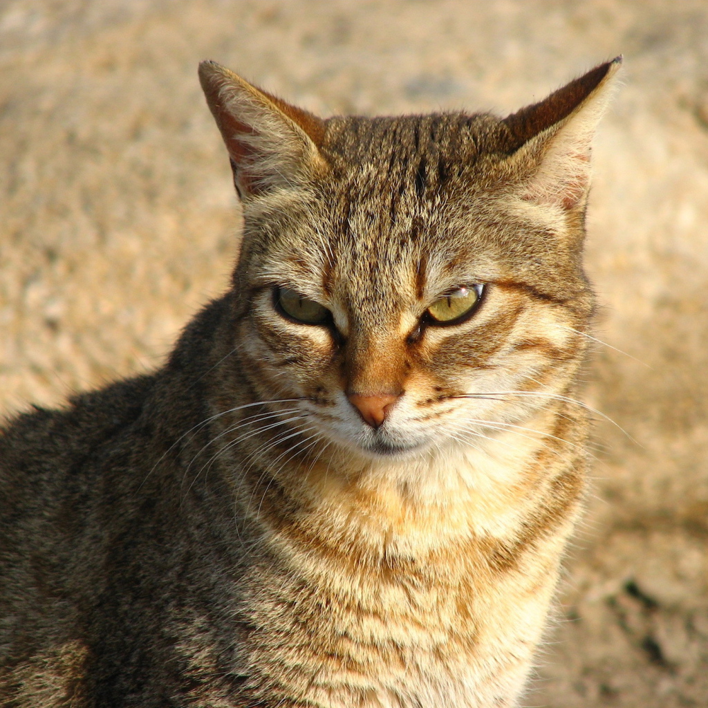 Недовольный большой кот